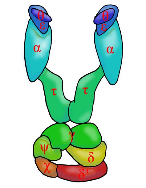 dna polymerase 3 subunits.